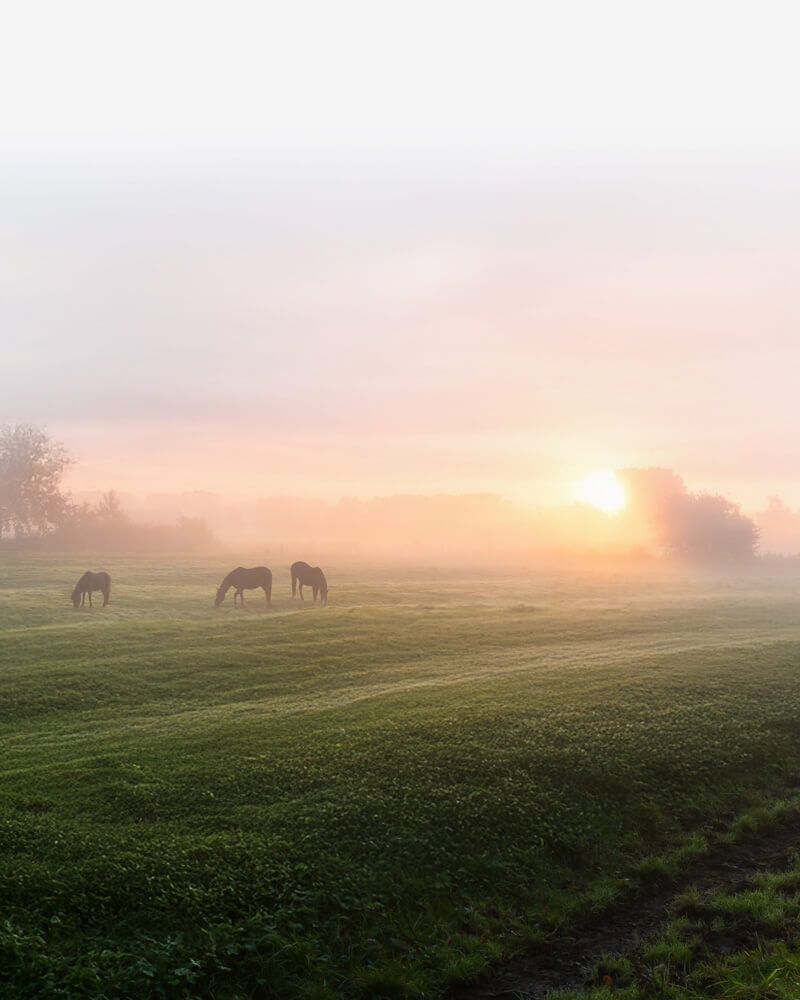 Pferde im morgentlichen Sonnenaufgang auf der Koppel